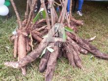 Sud-Kivu : après 2 ans d’existence, PICAGL produit déjà ses premiers résultats